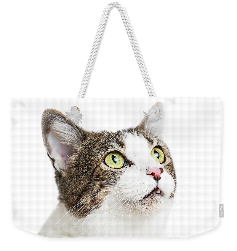 White Background Weekender Tote Bag featuring the photograph Curious Cat Close-up Looking Up by Good Focused