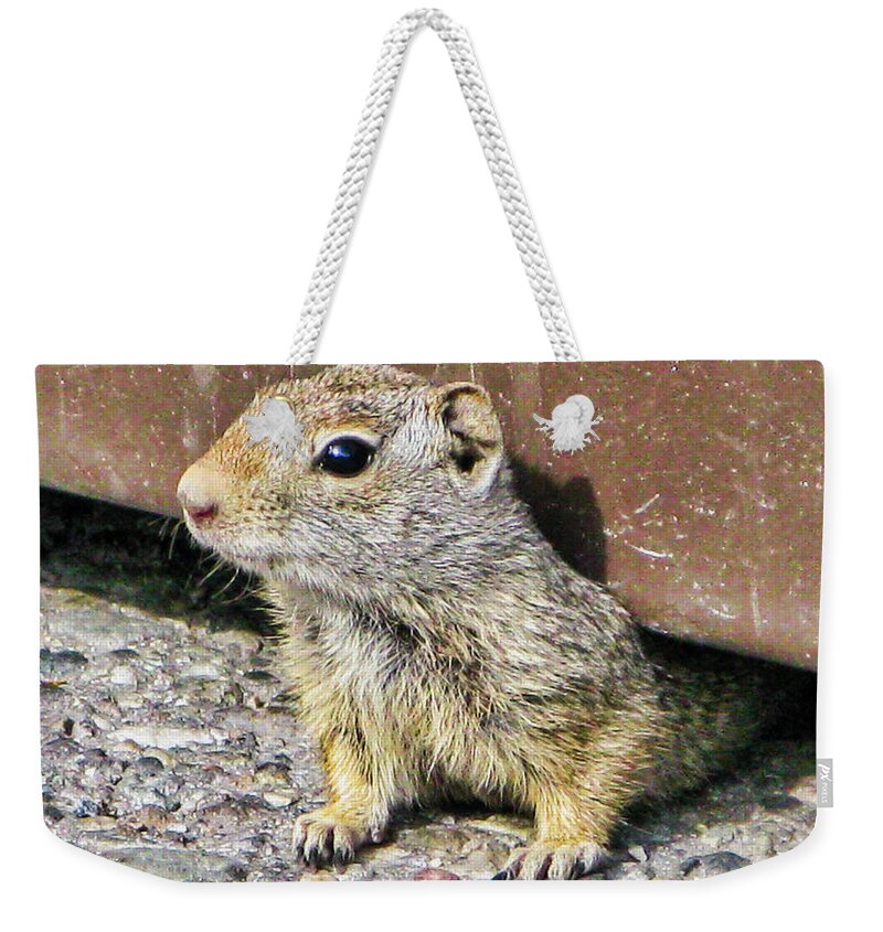Animals Weekender Tote Bag featuring the photograph Curious chipmonk by Segura Shaw Photography