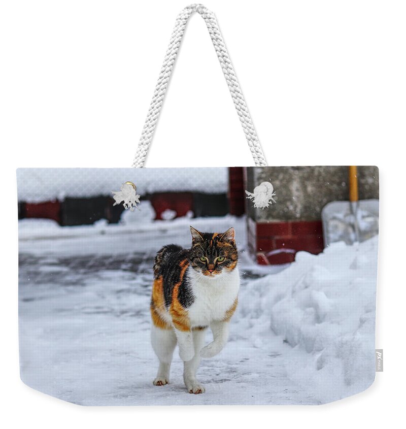 Liza Weekender Tote Bag featuring the photograph Cat's jump in winter by Vaclav Sonnek