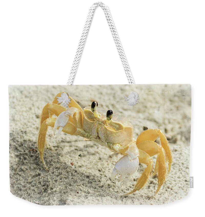 Ghost Crab Weekender Tote Bag featuring the photograph Curious Ghost Crab by Jurgen Lorenzen
