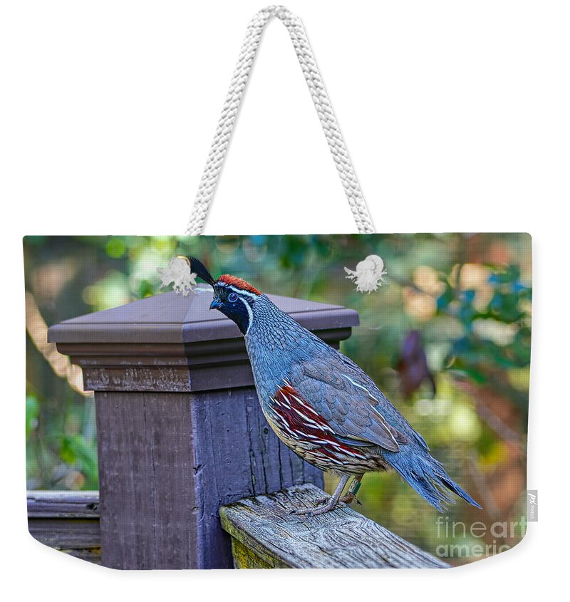 Birds Weekender Tote Bag featuring the photograph Curious Quail by Judy Kay
