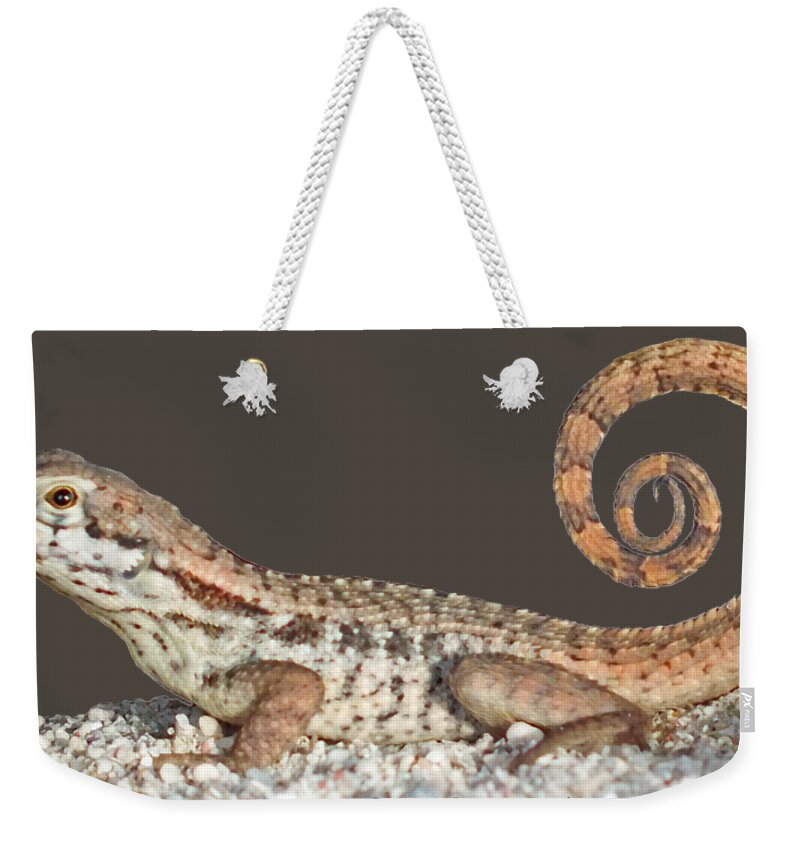 Duanekmccullough Weekender Tote Bag featuring the photograph Curlytail Lizard Clear by Duane McCullough