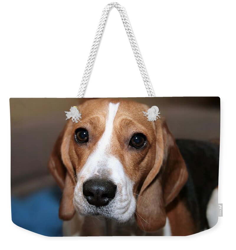 Cute Beagle Weekender Tote Bag featuring the photograph Cute Beagle 8 by Masha Batkova