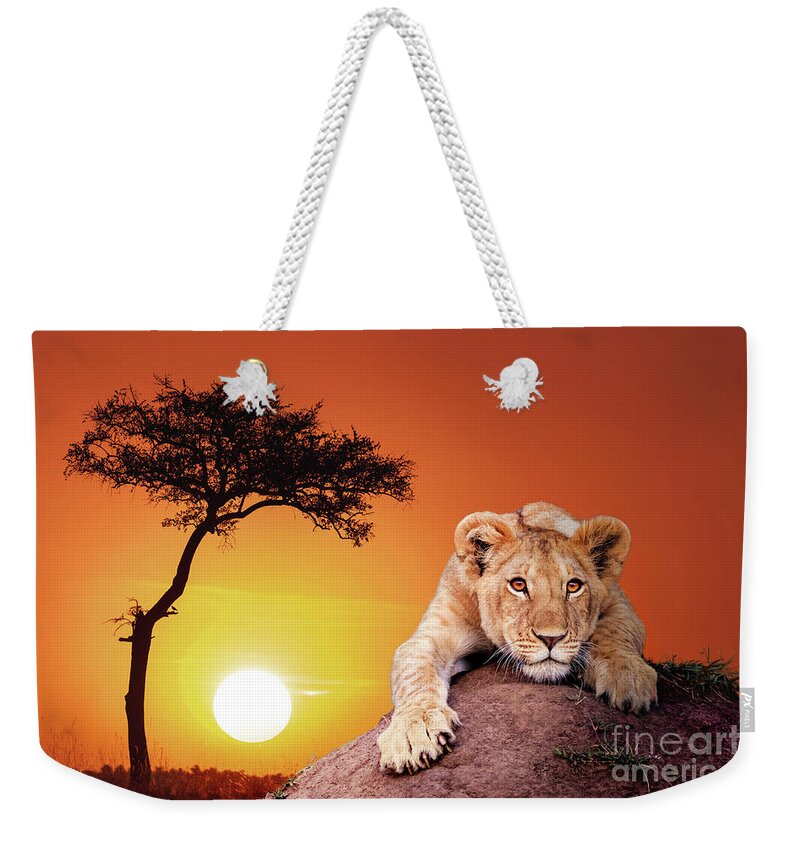 Cub Weekender Tote Bag featuring the photograph Cute lion cub, panthera leo, crouching on a soil mound at sunse by Jane Rix