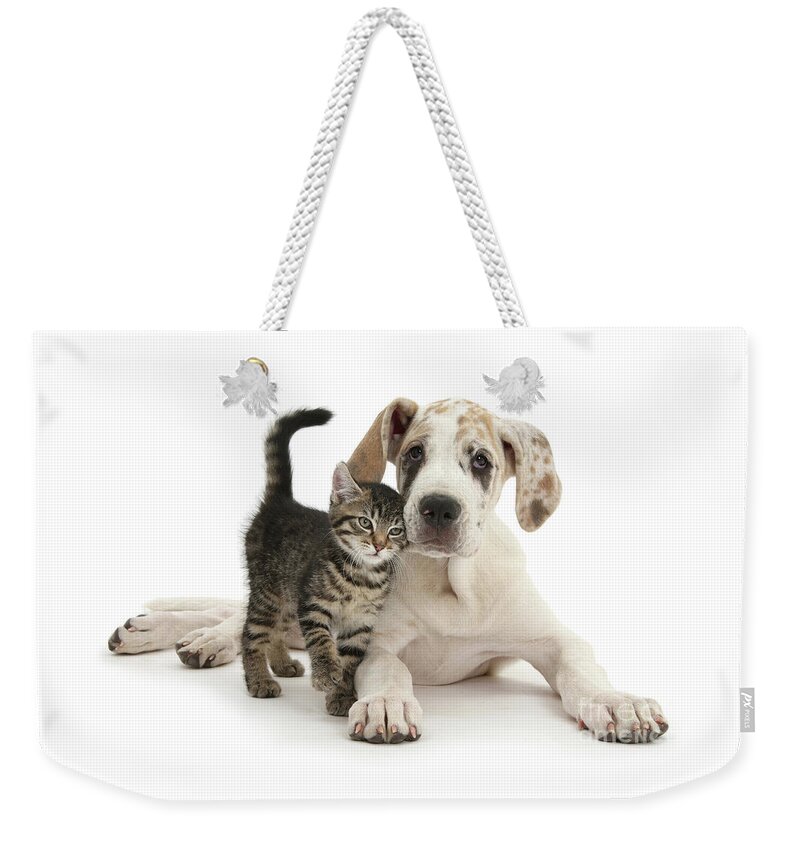 Great Dane Weekender Tote Bag featuring the photograph Cute tabby kitten with Great Dane puppy by Warren Photographic