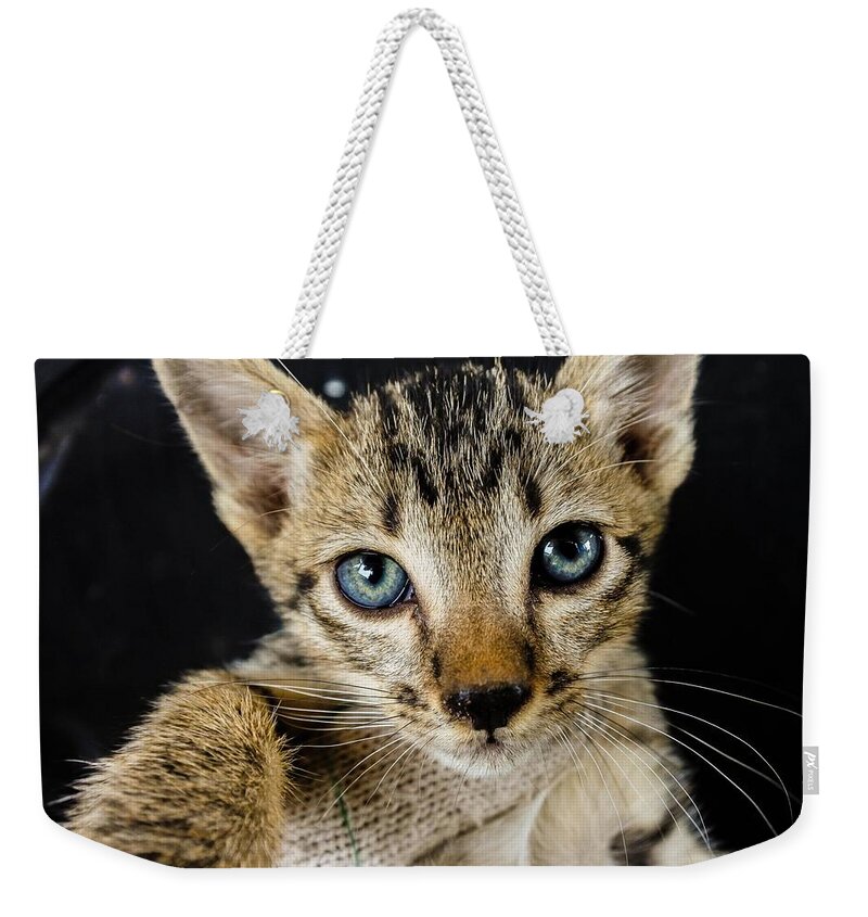 Cutest Kittens Cute Cat m4 Weekender Tote Bag