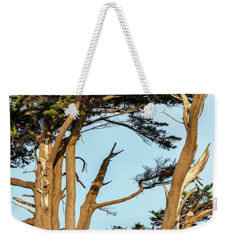 Cypress Trees Weekender Tote Bag featuring the photograph Cypress Trees at Battery LIghthouse by Cathy Anderson