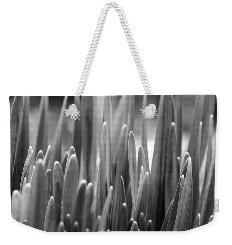 Daffodil Shoots Bw Weekender Tote Bag featuring the photograph Daffodil Shoots by Natalie Dowty