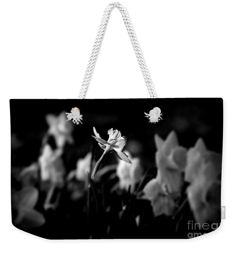 Midwest America Weekender Tote Bag featuring the photograph Daffodils in Black and White by Frank J Casella