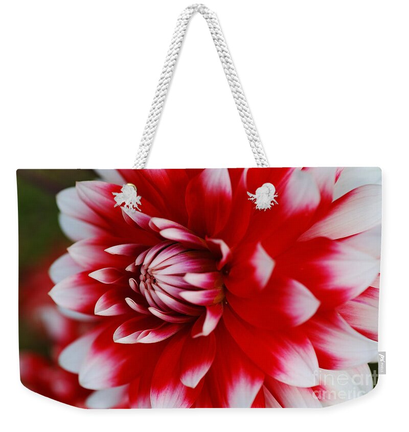 Fire And Ice Weekender Tote Bag featuring the photograph Dahlia Rich Red and White by Joy Watson
