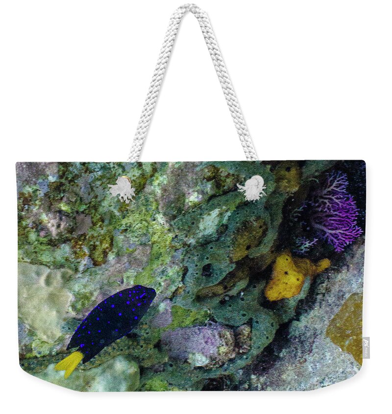 Ocean Weekender Tote Bag featuring the photograph Damsel, No Distress by Lynne Browne