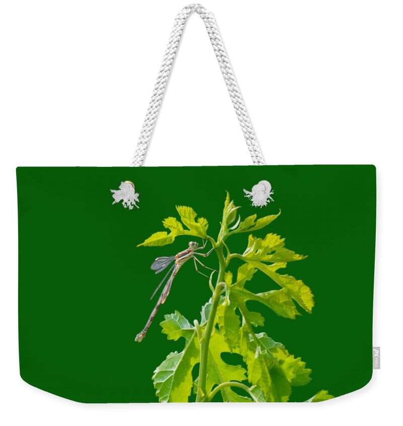 Insects Weekender Tote Bag featuring the photograph Damselfly - Transparent by Nikolyn McDonald