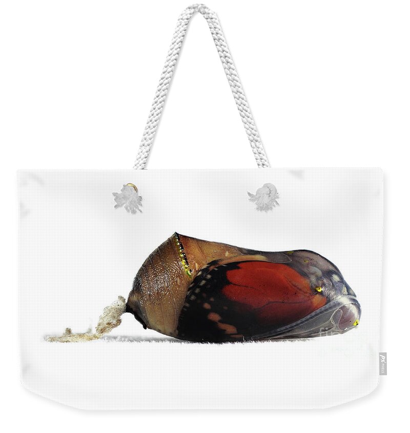 Danaus Weekender Tote Bag featuring the photograph Danaus chrysippus by Frederic Bourrigaud