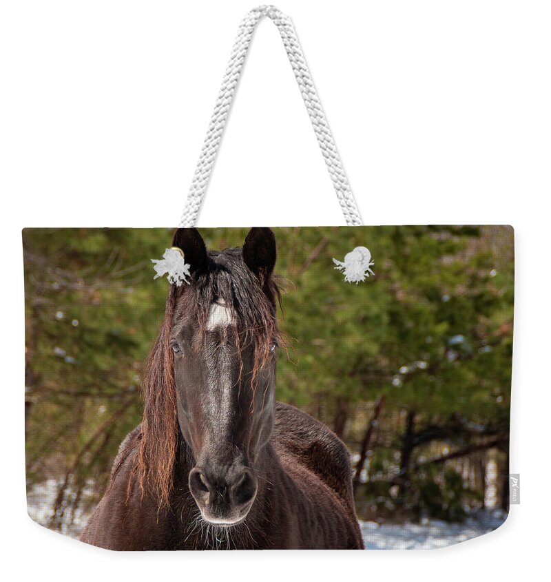 Horses Weekender Tote Bag featuring the photograph Dark Horse In The Snow by Kristia Adams