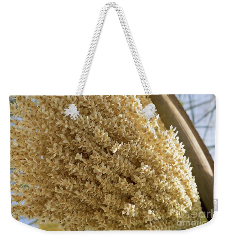 Date Palm Weekender Tote Bag featuring the photograph Date palm blossoms and sunlight in spring by Adriana Mueller