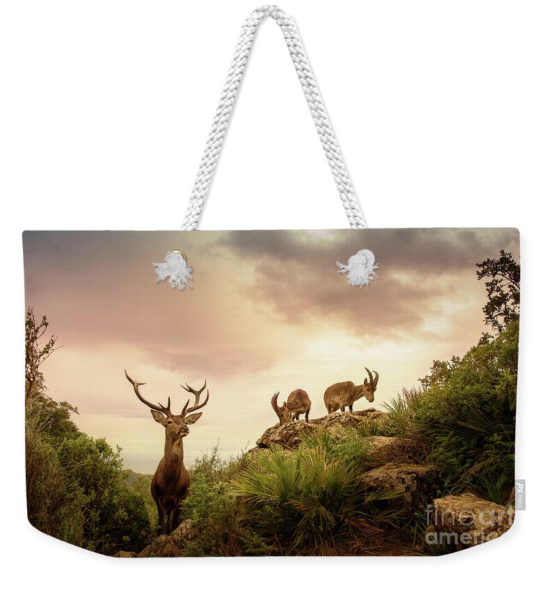 Deer Weekender Tote Bag featuring the photograph Deer and Mountain Goats by Naomi Maya