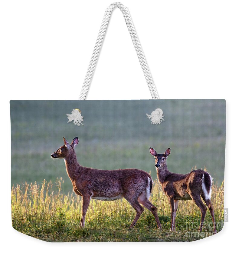 Doe Weekender Tote Bag featuring the photograph Deer in a field at sunrise by Rehna George