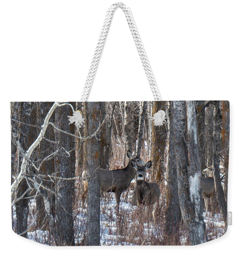 Deer Weekender Tote Bag featuring the photograph Deer In Winter Woods by Karen Rispin