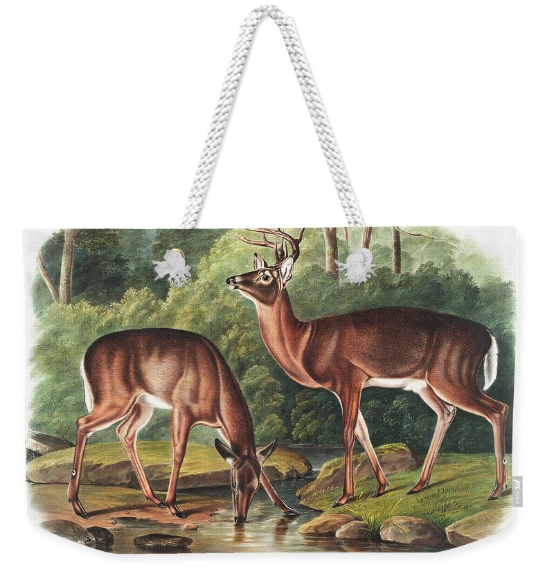 American Animals Weekender Tote Bag featuring the mixed media Deer. John Woodhouse Audubon Illustration by World Art Collective
