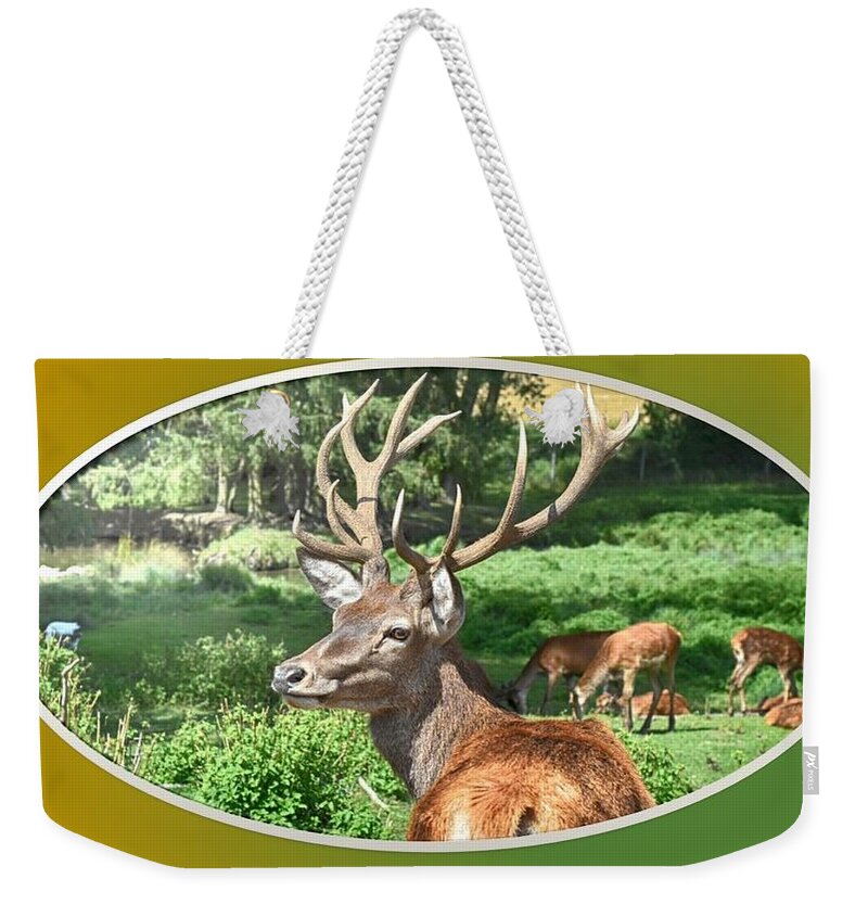 Deer Weekender Tote Bag featuring the photograph Deer with Antlers by Nancy Ayanna Wyatt