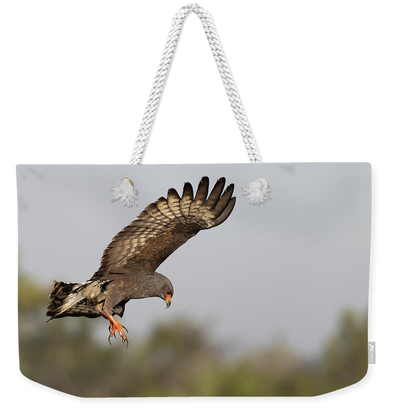 Snail Kite Weekender Tote Bag featuring the photograph Defeat by RD Allen