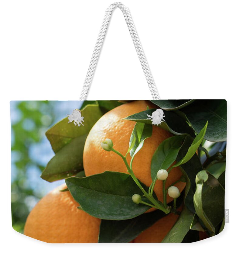 Orange Blossom Weekender Tote Bag featuring the photograph Delicious oranges and white buds, orange blossom in Spain by Adriana Mueller