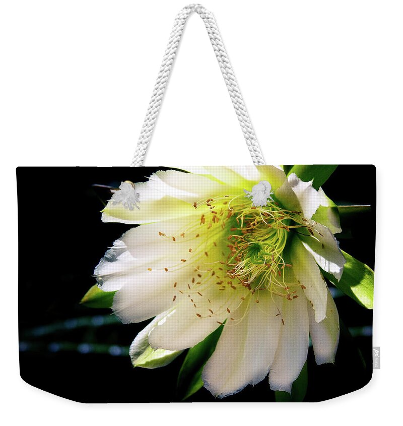 Bloom Weekender Tote Bag featuring the photograph Desert Flower by Carmen Kern