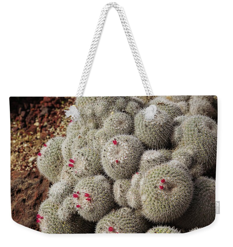 Cactus Weekender Tote Bag featuring the photograph Desert Little Red Cactus by m by Mike-Hope by Michael Hope
