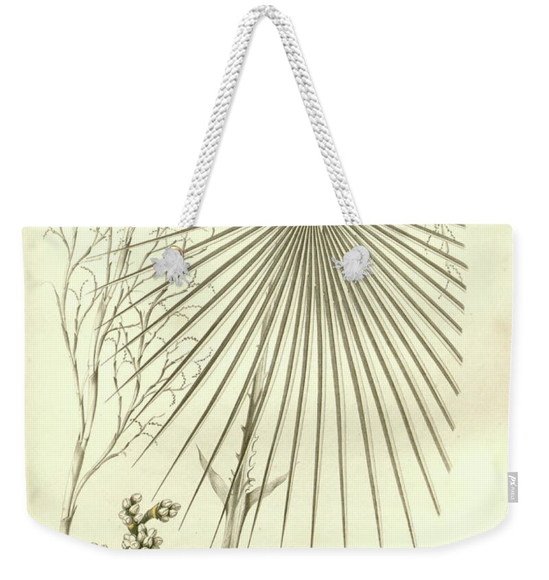 Details Weekender Tote Bag featuring the photograph details of Palm tree parts u3 by Botany