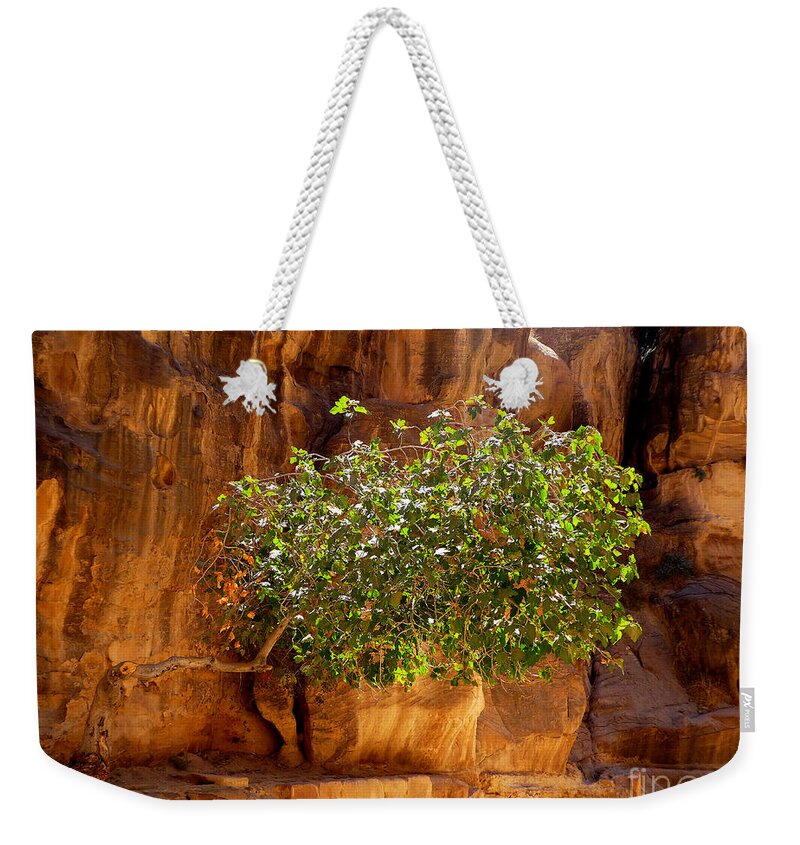 Tree Weekender Tote Bag featuring the photograph Determined Tree by Tina Mitchell