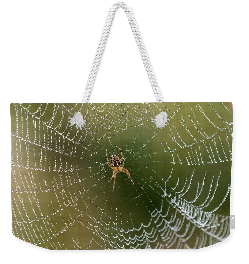 Animals Weekender Tote Bag featuring the photograph Dew on the Web by Robert Potts