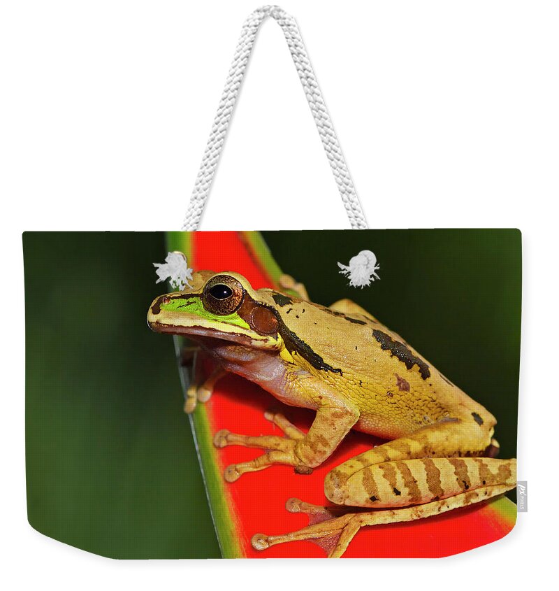 Masked Tree Frog Weekender Tote Bag featuring the photograph Disguise by Tony Beck