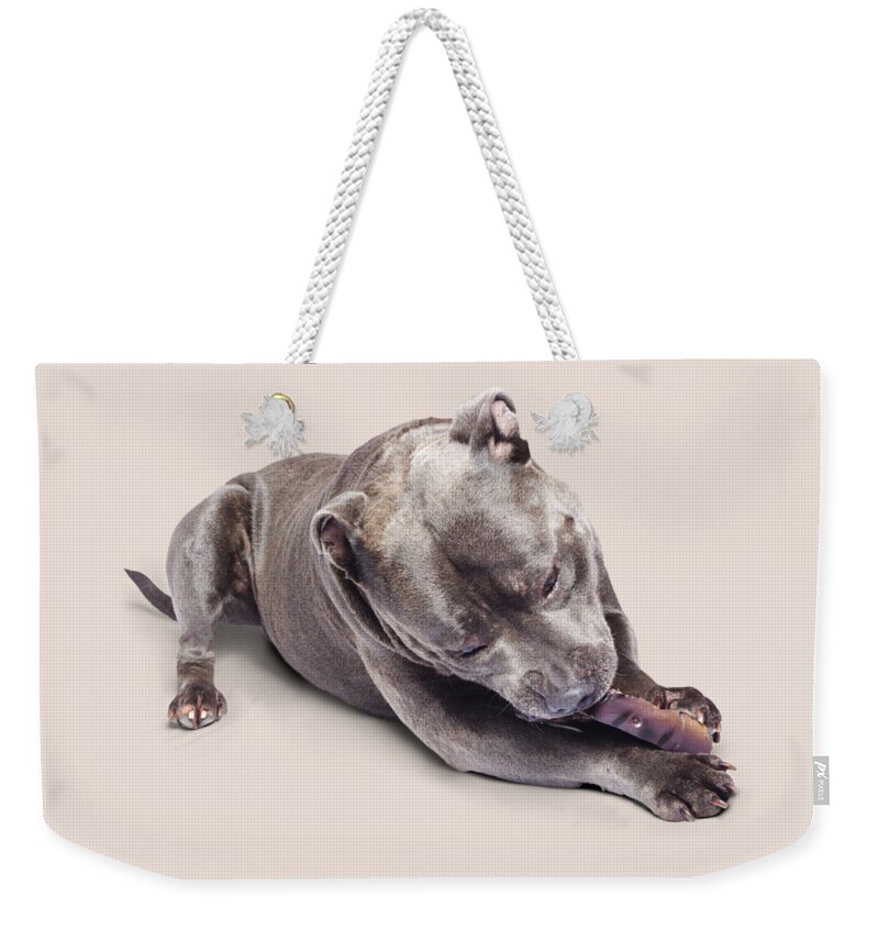 Pets Weekender Tote Bag featuring the photograph Dog eating chew toy by Jorgo Photography