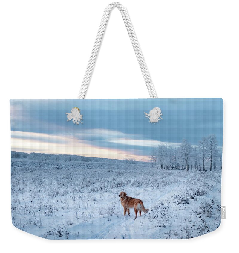 Dog Weekender Tote Bag featuring the photograph Dog in an Alberta winter pasture by Karen Rispin
