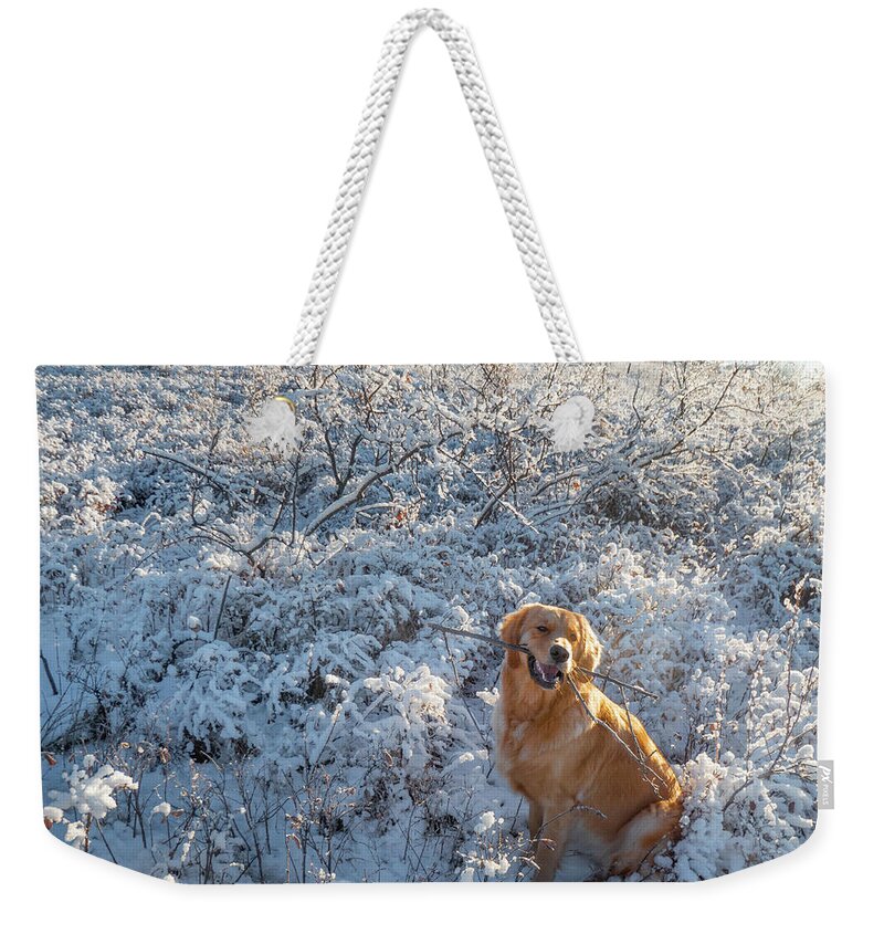 Dog Weekender Tote Bag featuring the photograph Dog playing with a stick in the snow by Phil And Karen Rispin