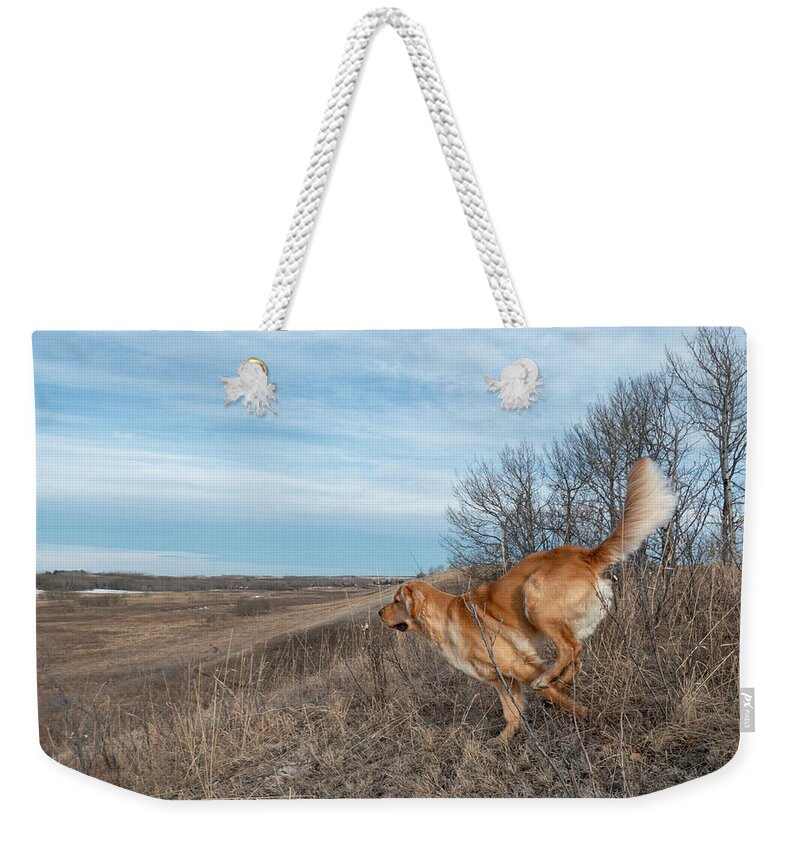 Dog Weekender Tote Bag featuring the photograph Dog Running In A Field by Karen Rispin