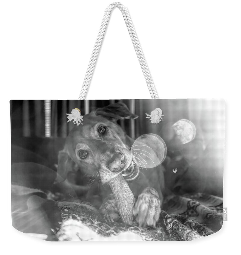 Dog With Bone Weekender Tote Bag featuring the photograph Dog with Bone by Sharon Popek
