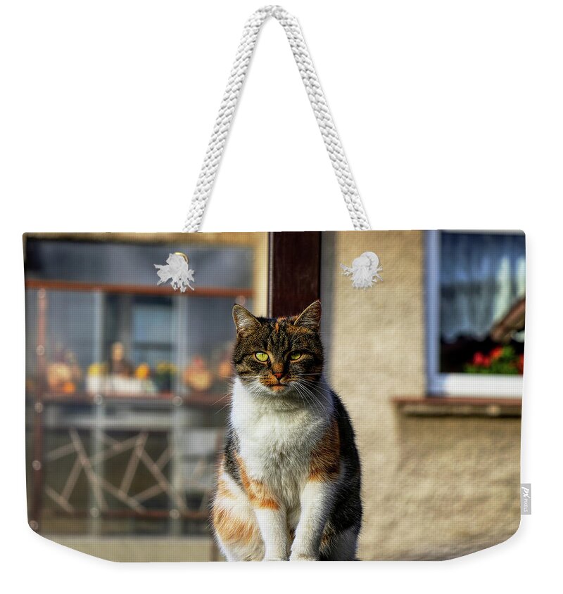 Liza Weekender Tote Bag featuring the photograph Domestic stylish kitten sitting in the corner. Plump cat watchs some move in garden. Intelligent cute cat. Interesting cat face. Serious Felis catus by Vaclav Sonnek