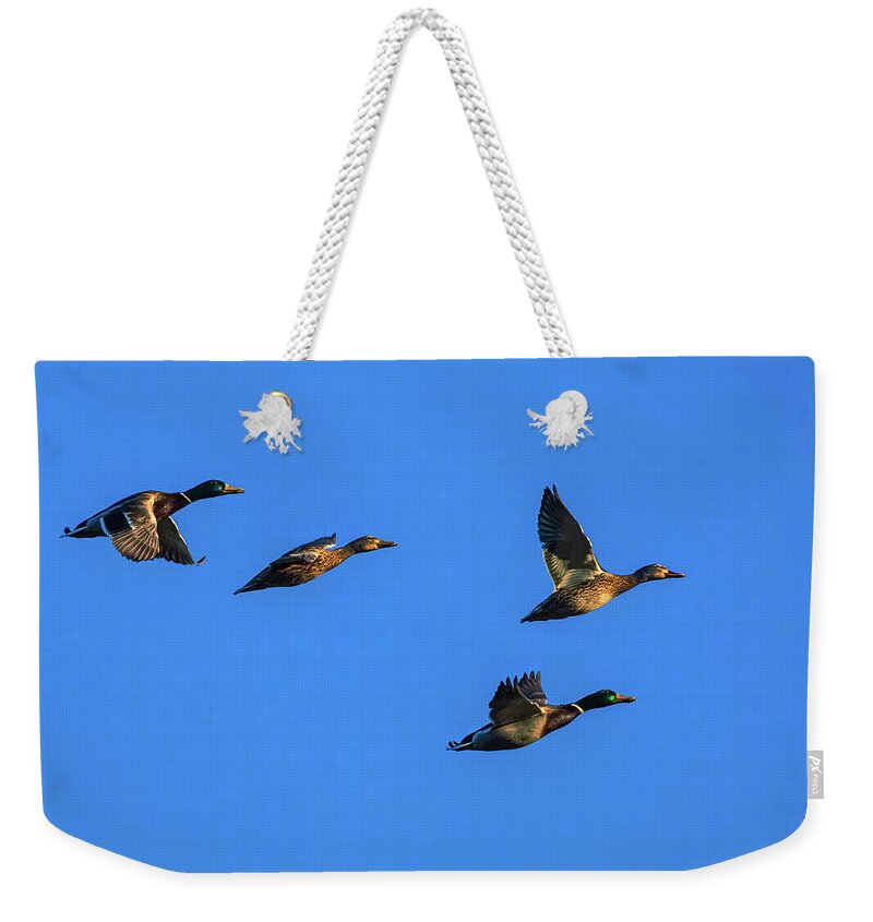 Nature Weekender Tote Bag featuring the photograph Double Date by Mike Lee