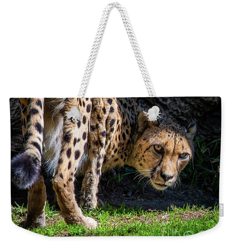 Animals Weekender Tote Bag featuring the photograph Down-low Cheetah by David Levin