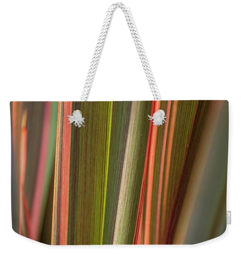 Dracaena Magenta Weekender Tote Bag featuring the photograph Dracaena Magenta by Cate Franklyn