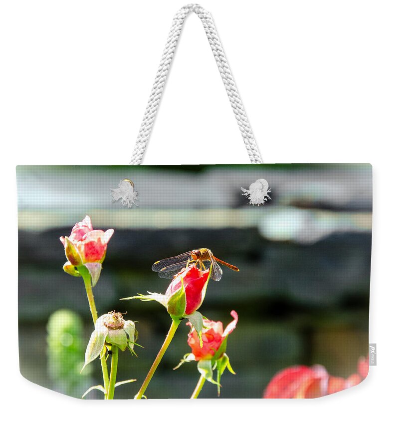 Red And Copper Dragonfly Weekender Tote Bag featuring the photograph Dragonfly on Coral Rose by Kristin Hatt