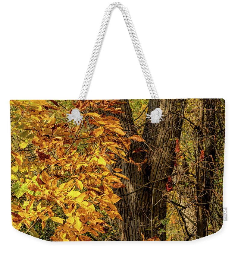 Beech Weekender Tote Bag featuring the photograph Dressed for Autumn by Rod Best
