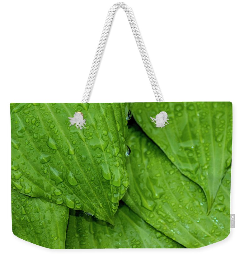 Raindrops Weekender Tote Bag featuring the photograph Drops On Green by Cathy Kovarik