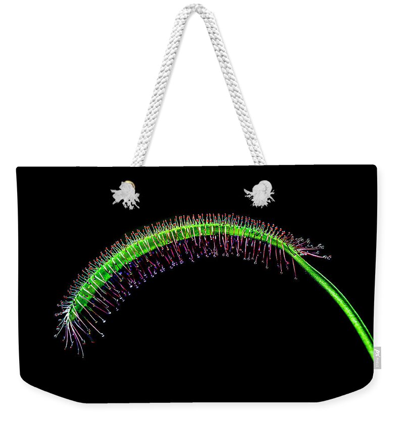 Plants Weekender Tote Bag featuring the photograph Drosera carnivorous. by Silvia Marcoschamer