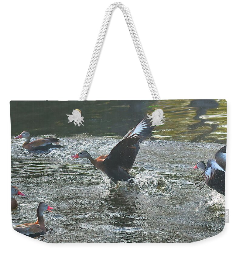 Duck Weekender Tote Bag featuring the photograph Duck Dance 4 by Jerry Griffin