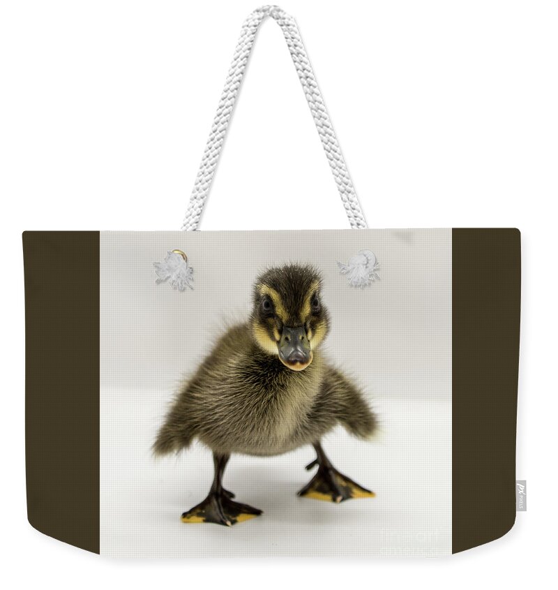 Ducks Weekender Tote Bag featuring the photograph Duckie 1 by Cheryl McClure