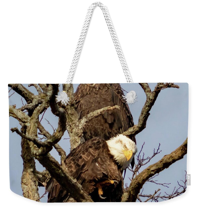 Eagle Weekender Tote Bag featuring the photograph Eagle Expressions by Alyssa Tumale