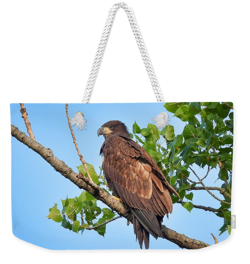  Weekender Tote Bag featuring the photograph Eagle Fledgling by Jack Wilson