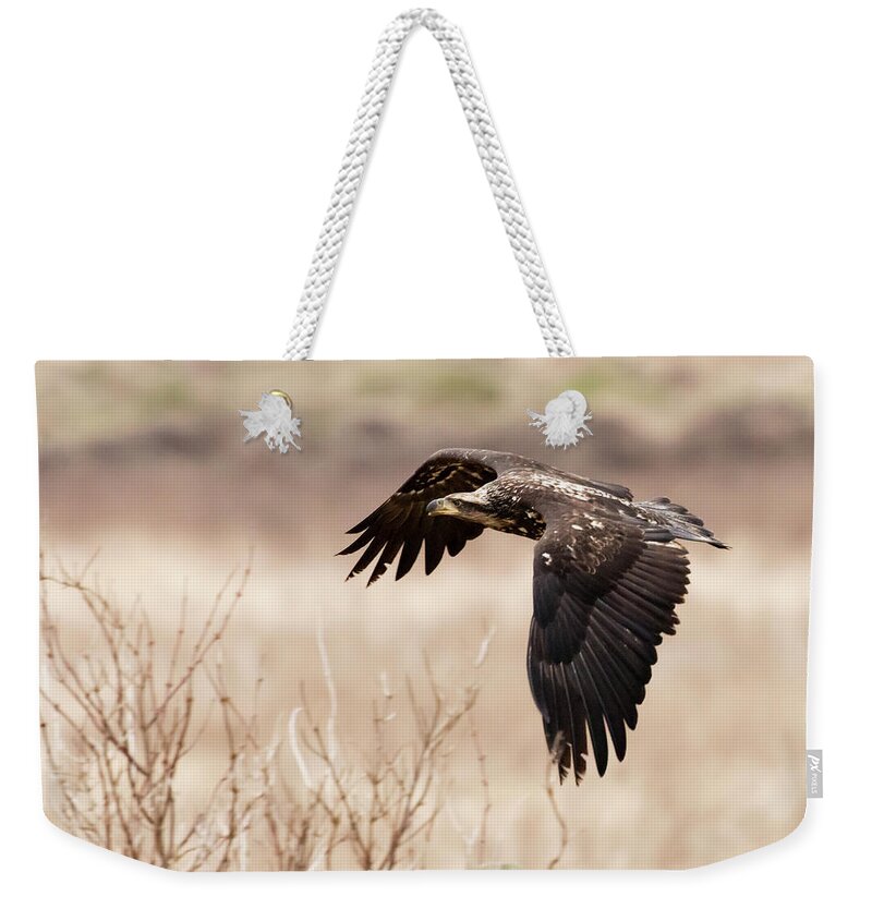 Eagle Weekender Tote Bag featuring the photograph Eagle flight by Terry Dadswell